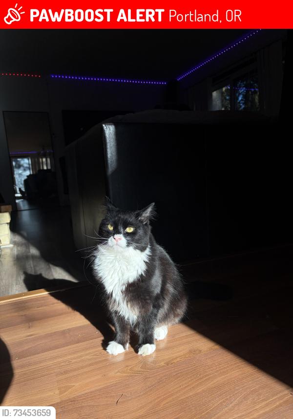 Lost Male Cat last seen SW Afton Ln & SW Cambridge Ln, Portland, OR 97224