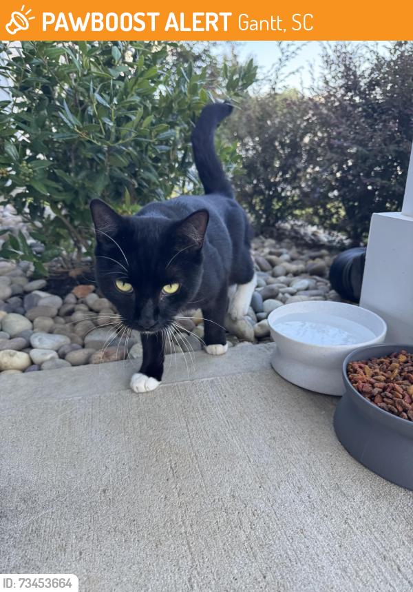 Found/Stray Male Cat last seen Gantt Sc, Gantt, SC 29605