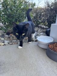 Found/Stray Male Cat last seen Gantt Sc, Gantt, SC 29605