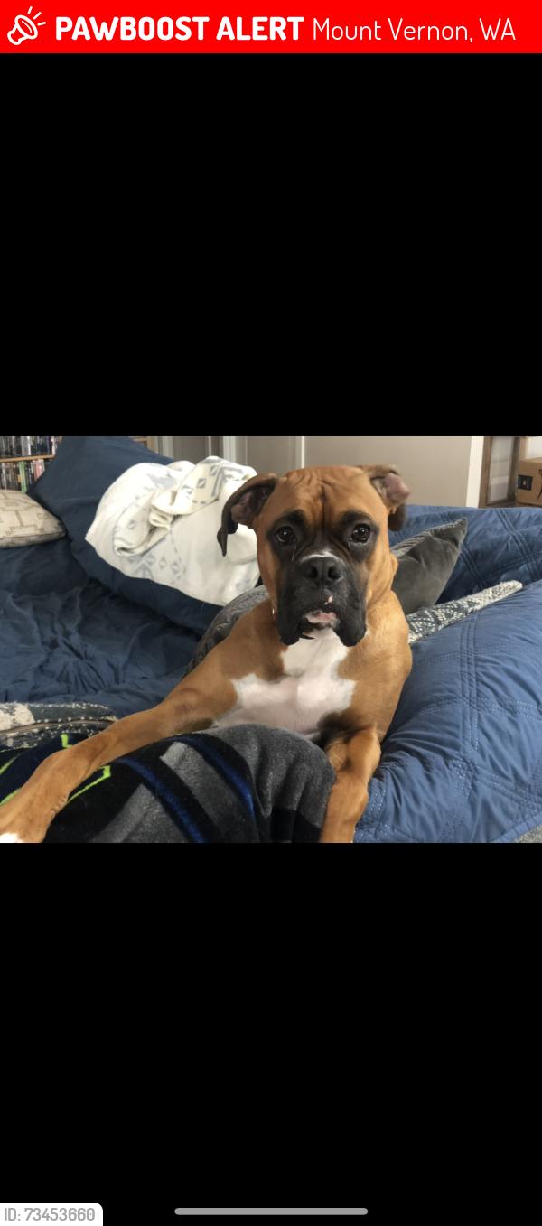 Lost Male Dog last seen Near McLaughlin rd, Mount Vernon, WA 98273