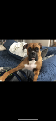Lost Male Dog last seen Near McLaughlin rd, Mount Vernon, WA 98273