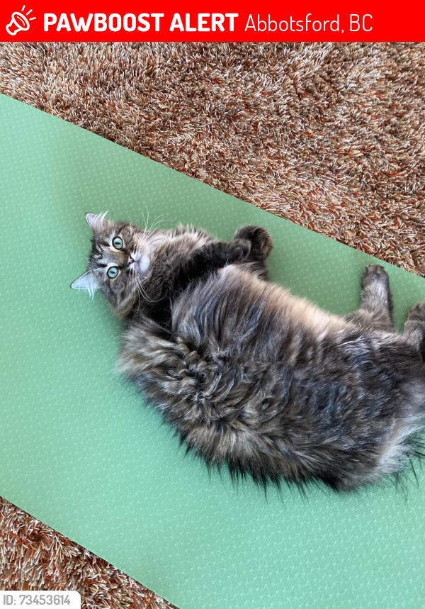 Lost Male Cat last seen Marshall road extension, Abbotsford, BC 