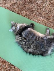 Lost Male Cat last seen Marshall road extension, Abbotsford, BC 