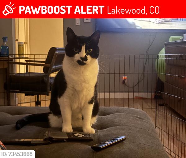 Lost Female Cat last seen W Dartmouth and Kipling, Lakewood, CO 80228