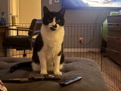 Lost Female Cat last seen W Dartmouth and Kipling, Lakewood, CO 80228