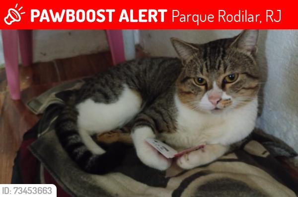 Lost Male Cat last seen Rua Atlântica, Parque Rodilar, RJ 