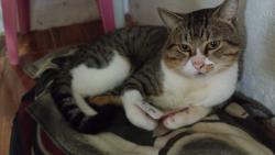 Lost Male Cat last seen Rua Atlântica, Parque Rodilar, RJ 