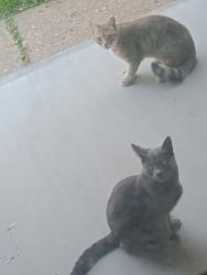 Found/Stray Unknown Cat last seen Wyoming Valley West Middle School, Kingston, PA 18704