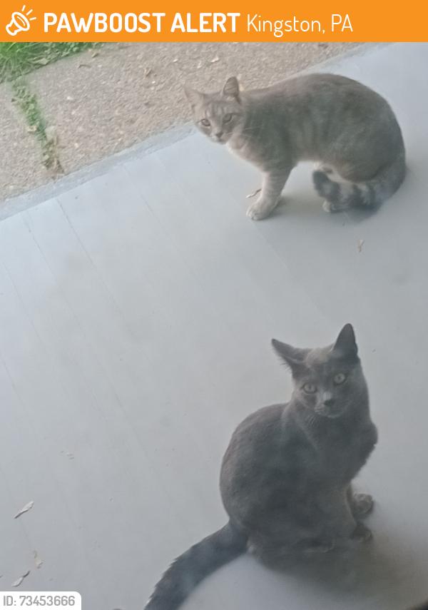 Found/Stray Unknown Cat last seen Wyoming Valley West Middle School, Kingston, PA 18704