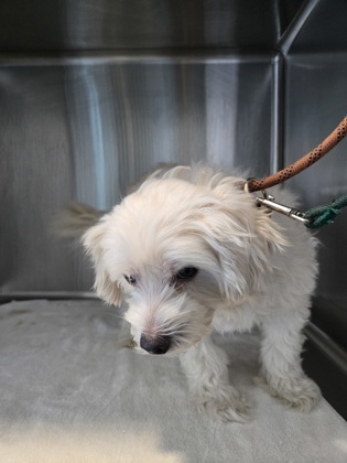 Shelter Stray Female Dog last seen E 29th St and 14th Ave, Oakland, CA, 1101 29th Ave, Oakland, CA 94601, USA