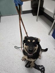 Shelter Stray Female Dog last seen 64th Ave, Oakland, CA, 1101 29th Ave, Oakland, CA 94601, USA