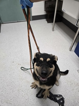 Shelter Stray Female Dog last seen 64th Ave, Oakland, CA, 1101 29th Ave, Oakland, CA 94601, USA