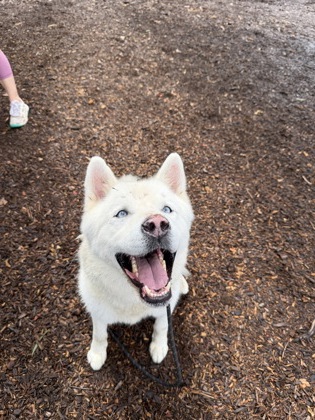 Shelter Stray Male Dog last seen Near glenwood road, 30032, GA, 3280 Chamblee Dunwoody Rd, Chamblee, GA 30341, USA