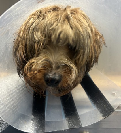 Shelter Stray Male Dog last seen Near HARDEE STREET APT 12D, 30307, GA, 3280 Chamblee Dunwoody Rd, Chamblee, GA 30341, USA