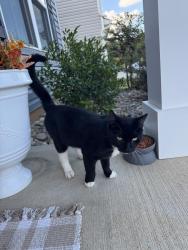Found/Stray Male Cat last seen Havenhill pl, Gantt, SC 29605