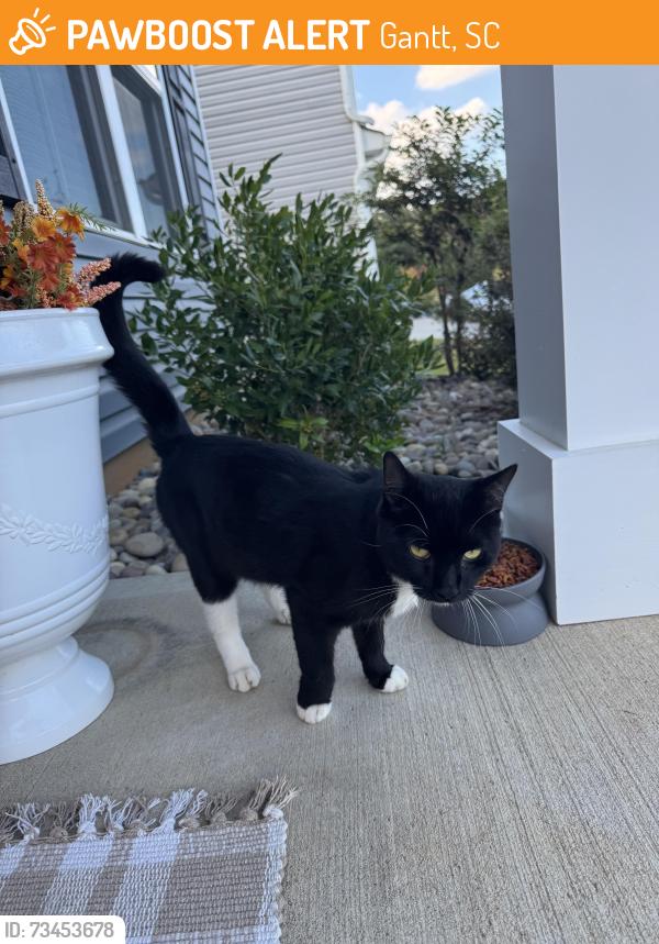 Found/Stray Male Cat last seen Havenhill pl, Gantt, SC 29605
