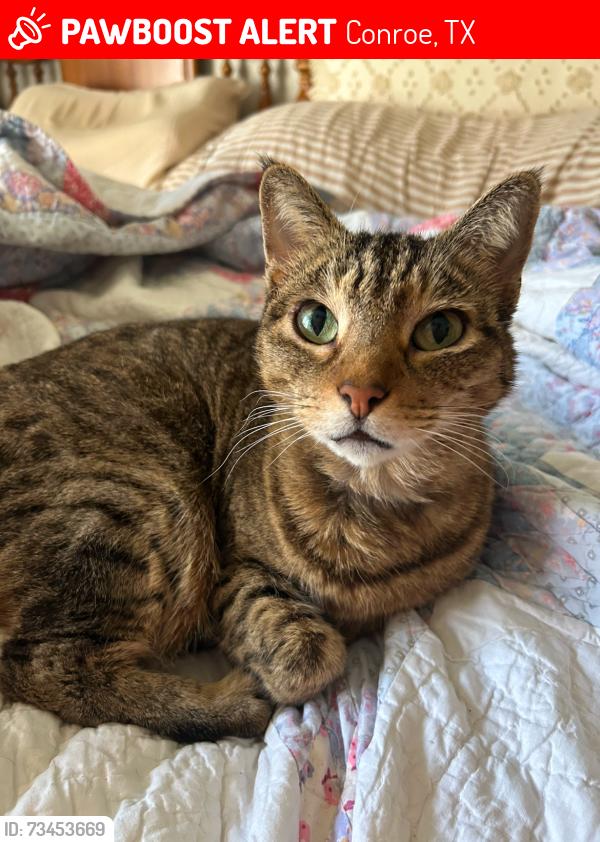Lost Male Cat last seen Near Blueberry Ln, Conroe, TX 77385
