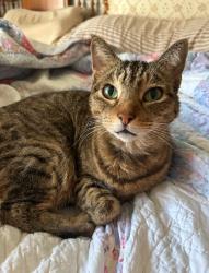 Lost Male Cat last seen Near Blueberry Ln, Conroe, TX 77385