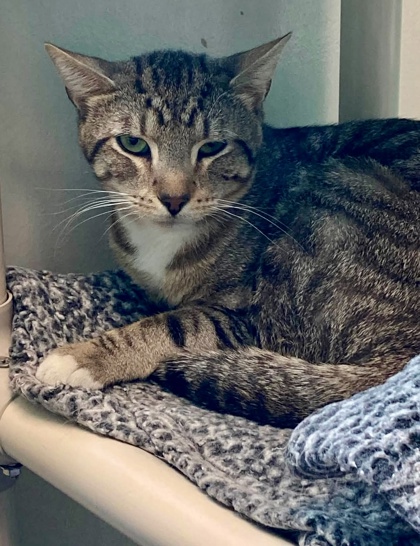 Shelter Stray Male Cat last seen Near W Hamburg St, 21230, MD, 2490 Giles Rd, Baltimore, MD 21225, USA