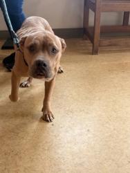 Shelter Stray Female Dog last seen Tower Dr, Cedar Hill, TX, 1150 E Pleasant Run Rd, Cedar Hill, TX 75104, USA