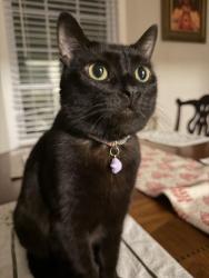Lost Male Cat last seen Near Tahoe Dr, College Park, GA 30349