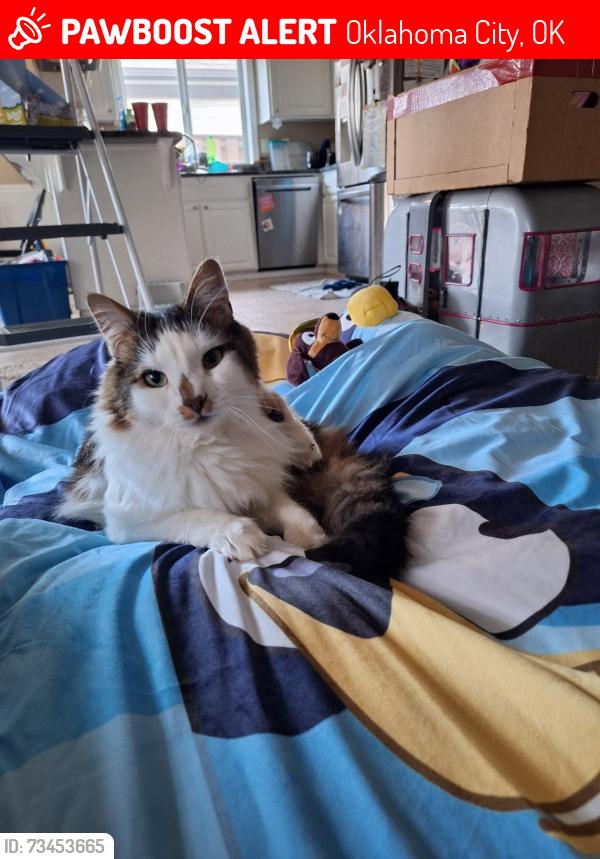 Lost Male Cat last seen 89th Terrace and Wellington Lakes Drive, Oklahoma City, OK 73135