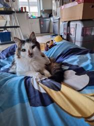 Lost Male Cat last seen 89th Terrace and Wellington Lakes Drive, Oklahoma City, OK 73135