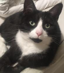Lost Female Cat last seen Reporto Avenue, Grimsby, North East Lincolnshire, England 