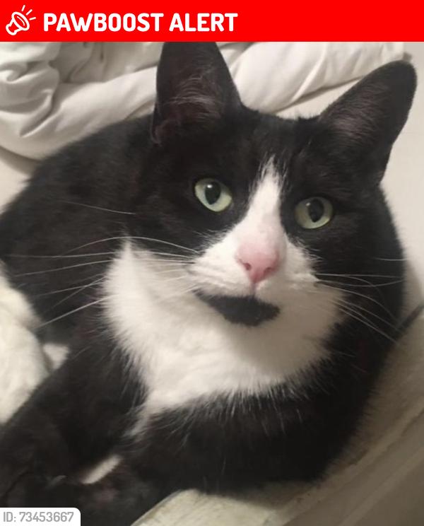 Lost Female Cat last seen Reporto Avenue, Grimsby, North East Lincolnshire, England 