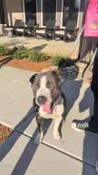 Found/Stray Male Dog last seen Smokey Park Hwy Pallet Rd, Candler, NC 28715
