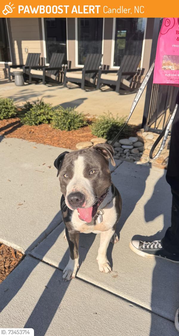 Found/Stray Male Dog last seen Smokey Park Hwy Pallet Rd, Candler, NC 28715