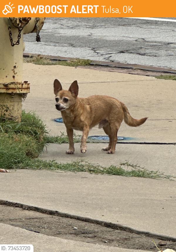 Found/Stray Male Dog last seen 61st between Sheridan and Memorial, Tulsa, OK 74133