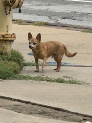 Found/Stray Male Dog last seen 61st between Sheridan and Memorial, Tulsa, OK 74133