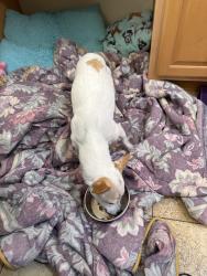 Found/Stray Female Dog last seen Broadway & Emerald, Redondo Beach, CA 90277