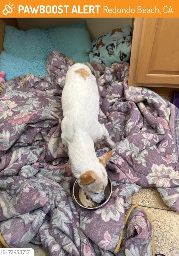 Found/Stray Female Dog last seen Broadway & Emerald, Redondo Beach, CA 90277