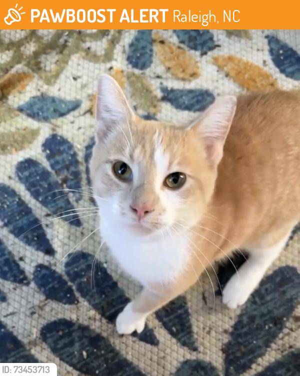 Found/Stray Male Cat last seen Brown owl dr / my back yard, Raleigh, NC 27610