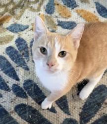 Found/Stray Male Cat last seen Brown owl dr / my back yard, Raleigh, NC 27610