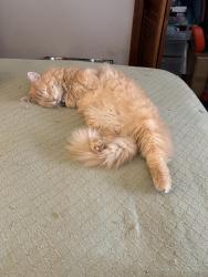 Reunited Male Cat last seen Near Cochran rd Clemson sc 29631, Clemson, SC 29631