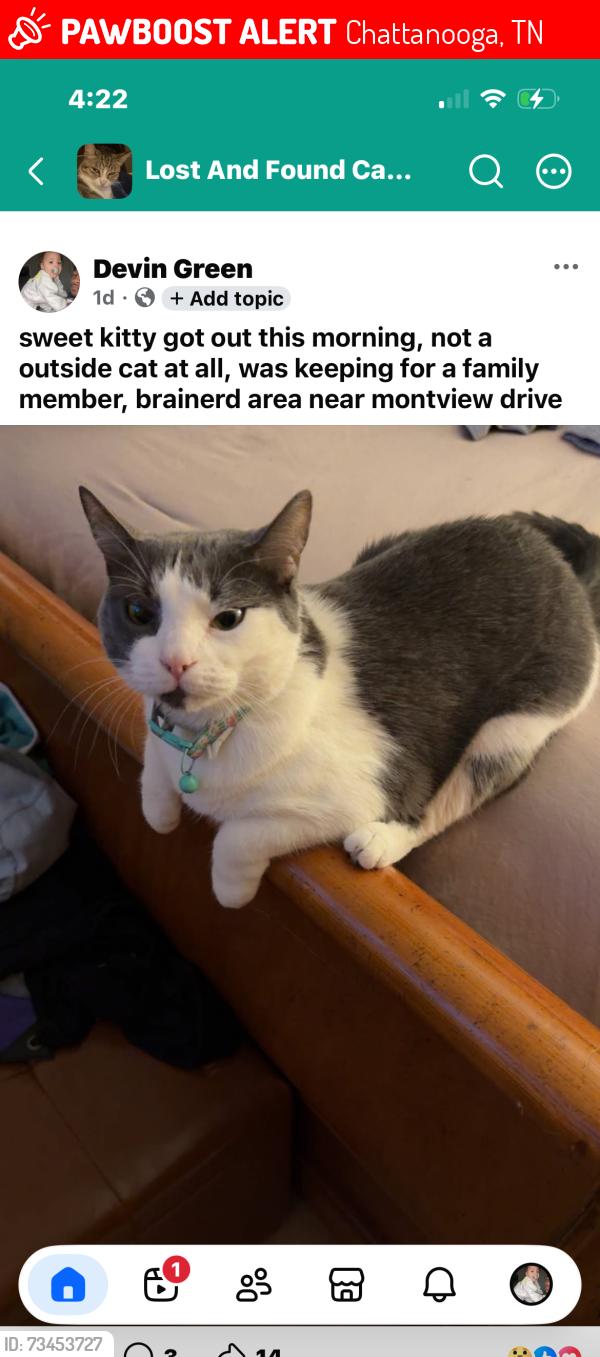Lost Female Cat last seen Montveiw dr, Chattanooga, TN 37411
