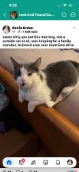 Lost Female Cat last seen Montveiw dr, Chattanooga, TN 37411