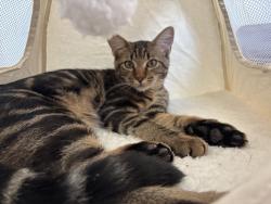 Found/Stray Male Cat last seen Baker RD, Acworth, GA 30101