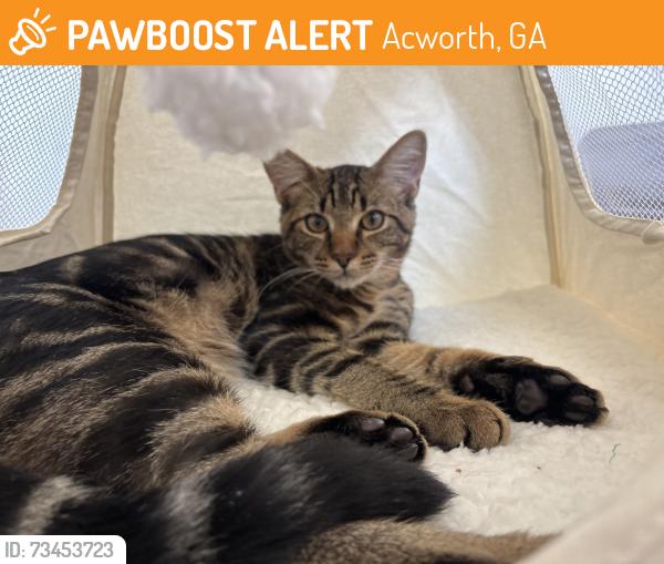 Found/Stray Male Cat last seen Baker RD, Acworth, GA 30101
