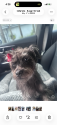 Lost Female Dog last seen Near Harwill Circle, Austin, TX 78723