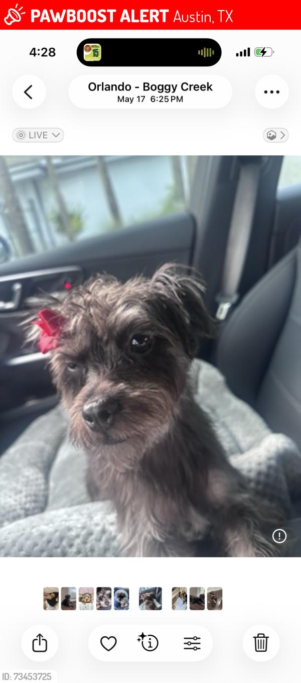 Lost Female Dog last seen Near Harwill Circle, Austin, TX 78723