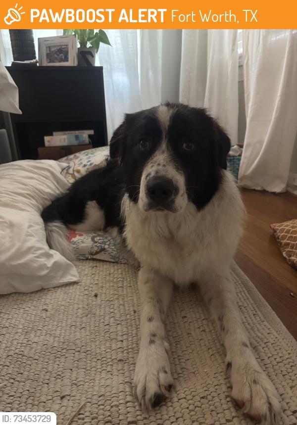 Found/Stray Female Dog last seen By Chaos to couture, Fort Worth, TX 76110