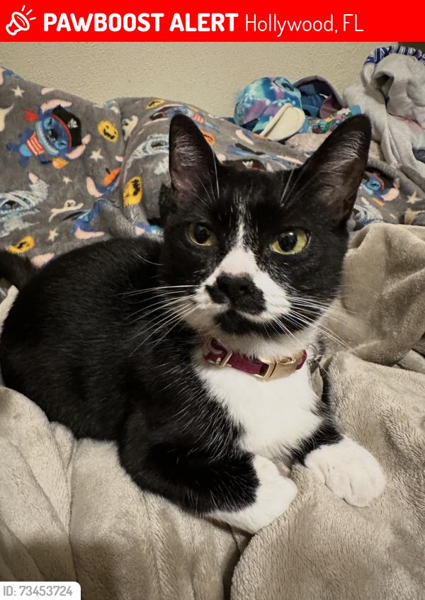 Lost Female Cat last seen Cleveland st, Hollywood, FL 33021
