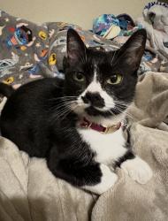 Lost Female Cat last seen Cleveland st, Hollywood, FL 33021