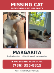Lost Female Cat last seen Near SW 140th CT, Miami, FL 33177