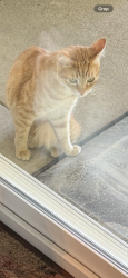Lost Male Cat last seen Holt and Covina HIlls Road, Covina, CA 91724