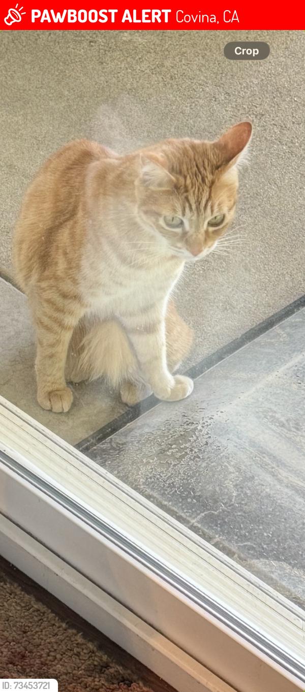 Lost Male Cat last seen Holt and Covina HIlls Road, Covina, CA 91724